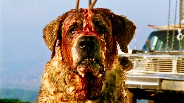 Cachorro assassino Cujo Stephen King Netflix